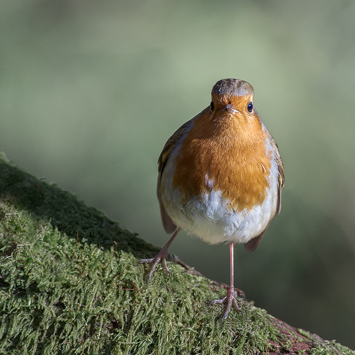 Robin