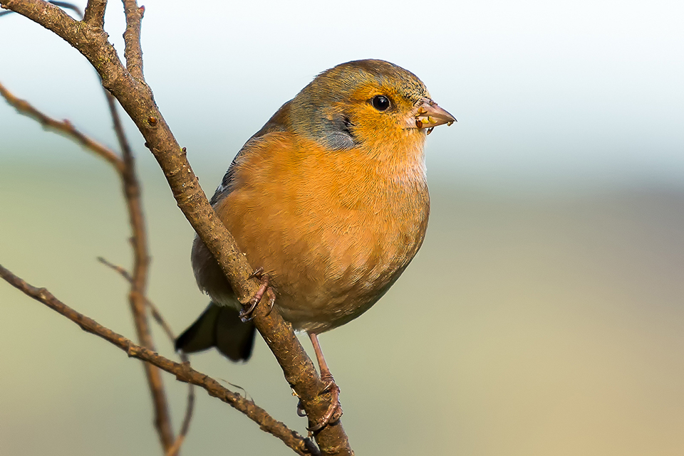 Robin Red Breast