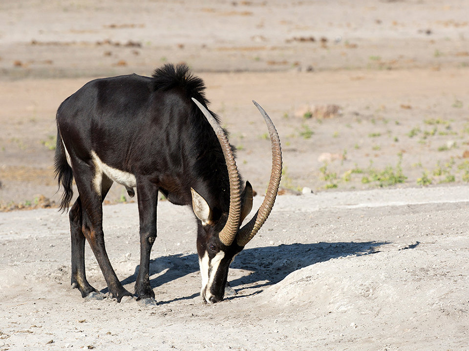 Sable