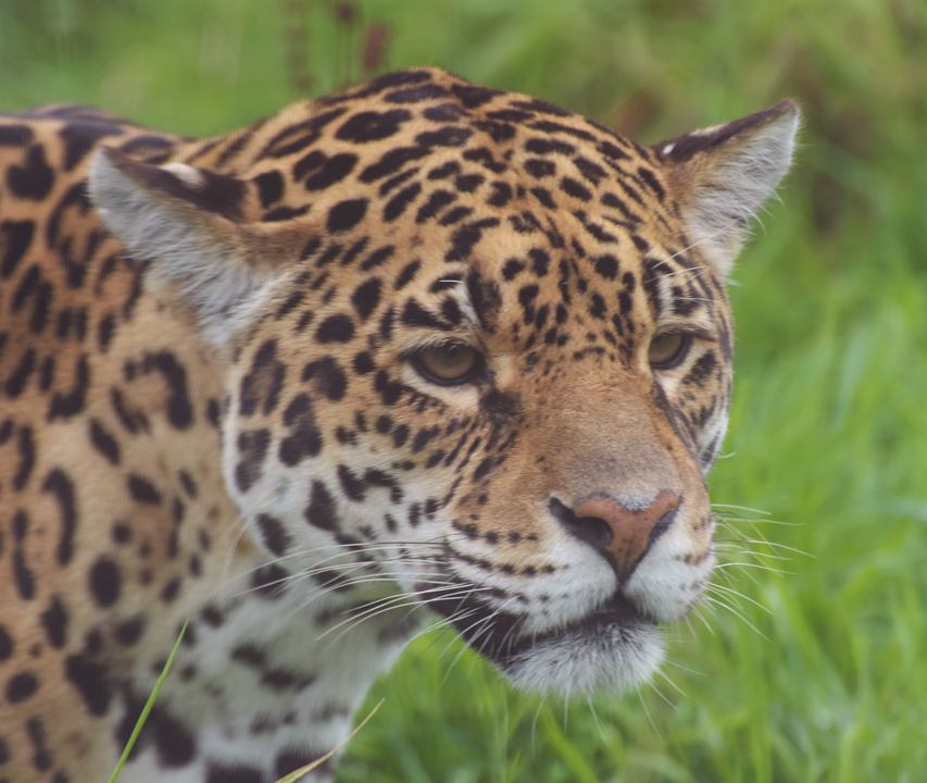 Safari Zoo. Jaguar. Panthera Onca