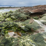 Seaweed on Sandstone