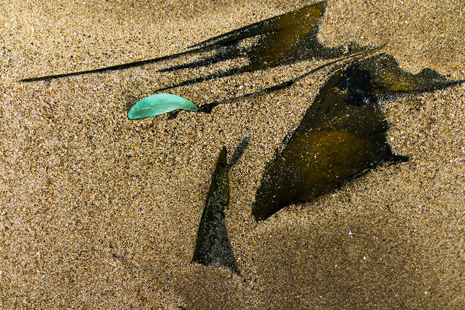 Seaweed with glass piece