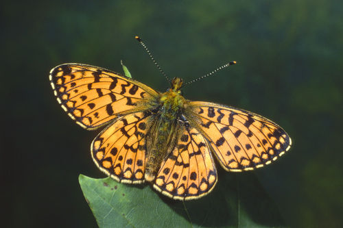 Small PB Fritillary