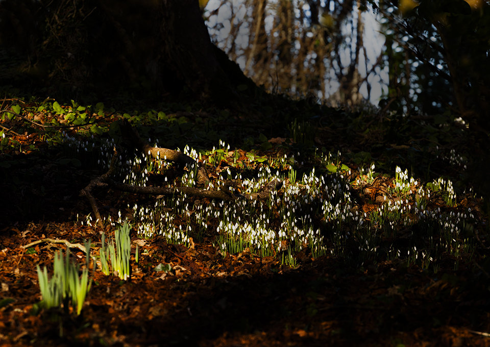 Snow drops