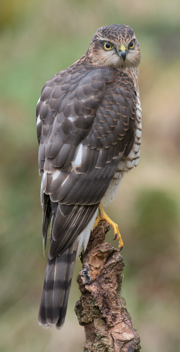 Sparrowhawk