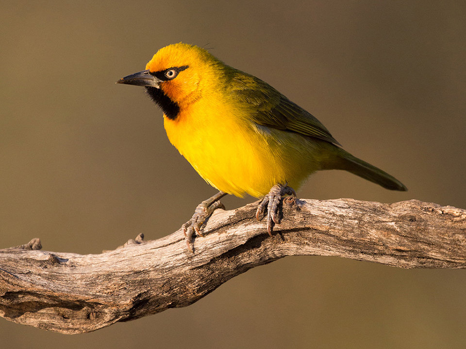 Spectacled Weaver