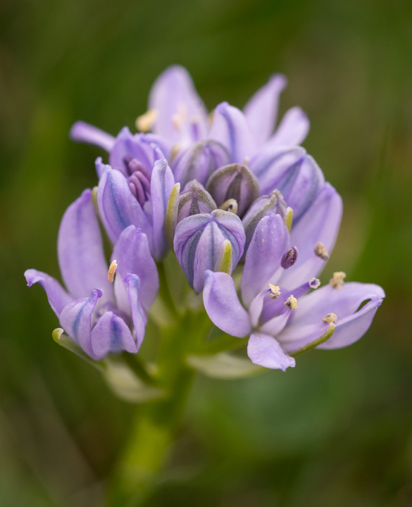 Spring Squill