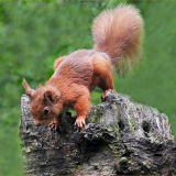Squirrel on Tree Stump