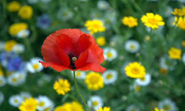 Standing Out from the Crowd