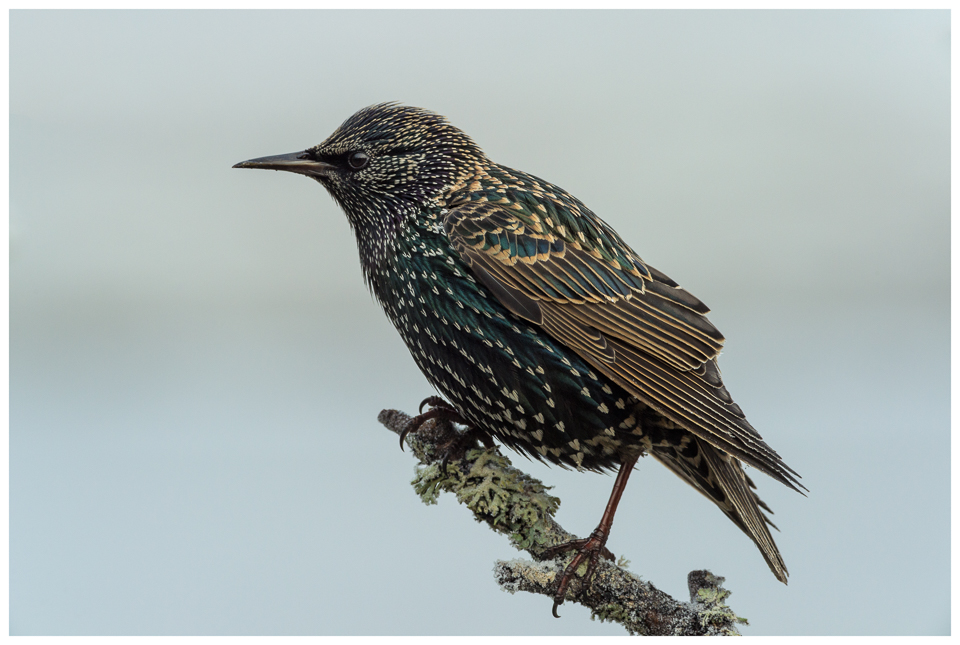 Starling
