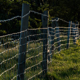 Sunlit Fence, Bridge of Weir