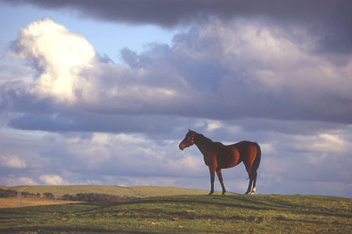 Surveying His Kingdom