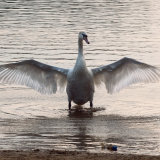 Swan and Plastic Bottle