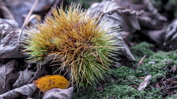 Sweet Chestnut