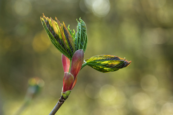 Sycamore in Spring