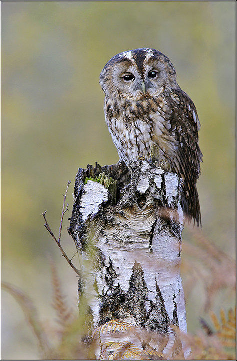 Tawny Owl on Birch