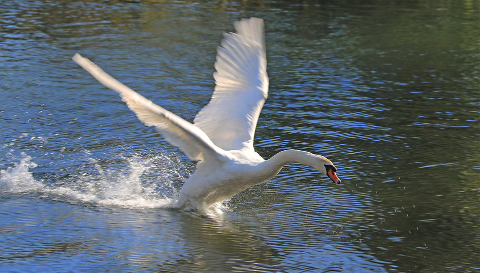 Test Flight