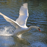 Test Flight