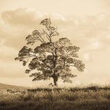 Tree at Ardmore