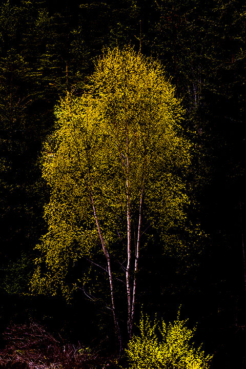 Tree in sunshine