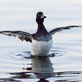 Tufted Duck