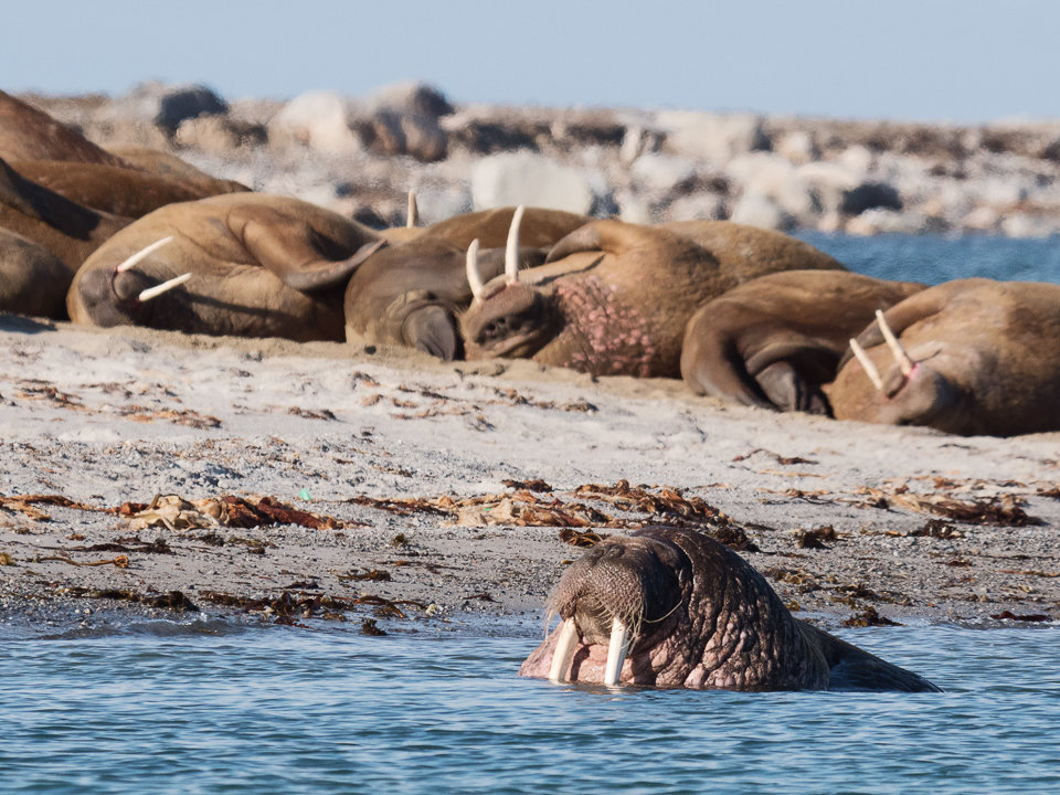 Walrus