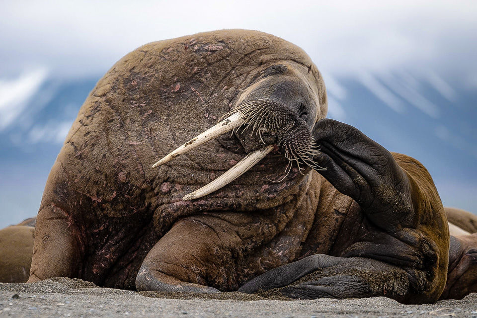 Walrus Scratching