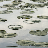 Water Lilies, Lochwinnoch