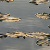 Water Lilies