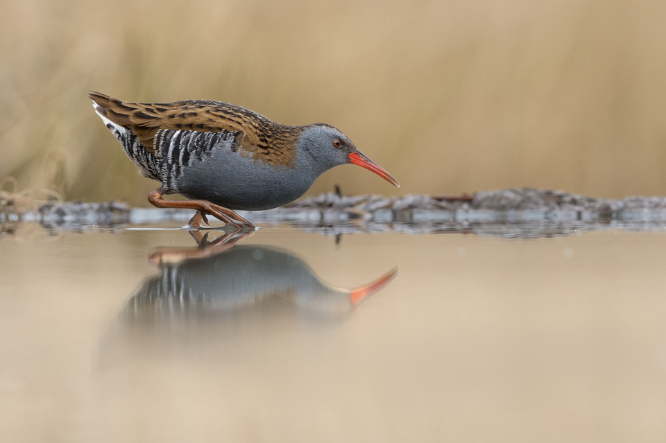Water Rail