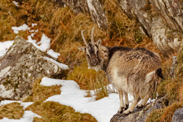 Wild Goat Giving Birth