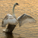 Wing Stretch