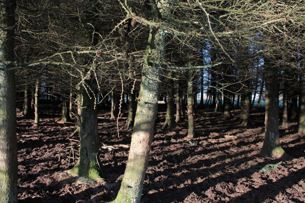 Winter Sunshine