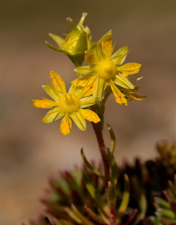 Yellow Mountain Saxifrage