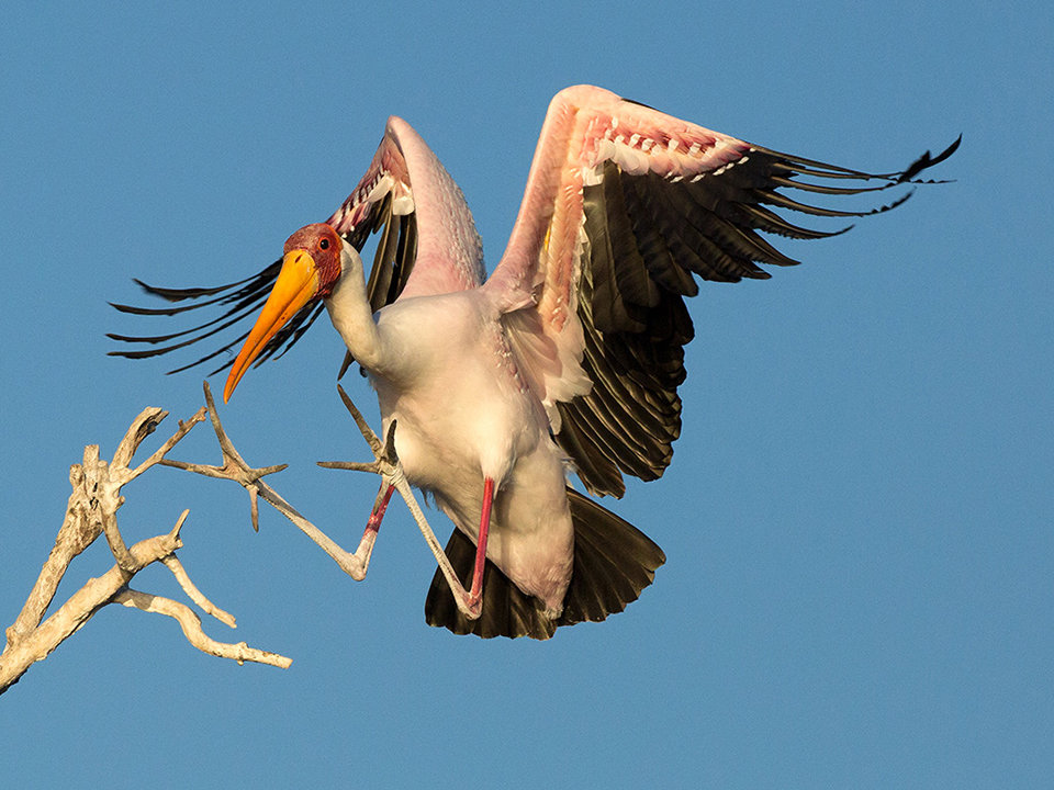 Yellowbilled Stork Landing