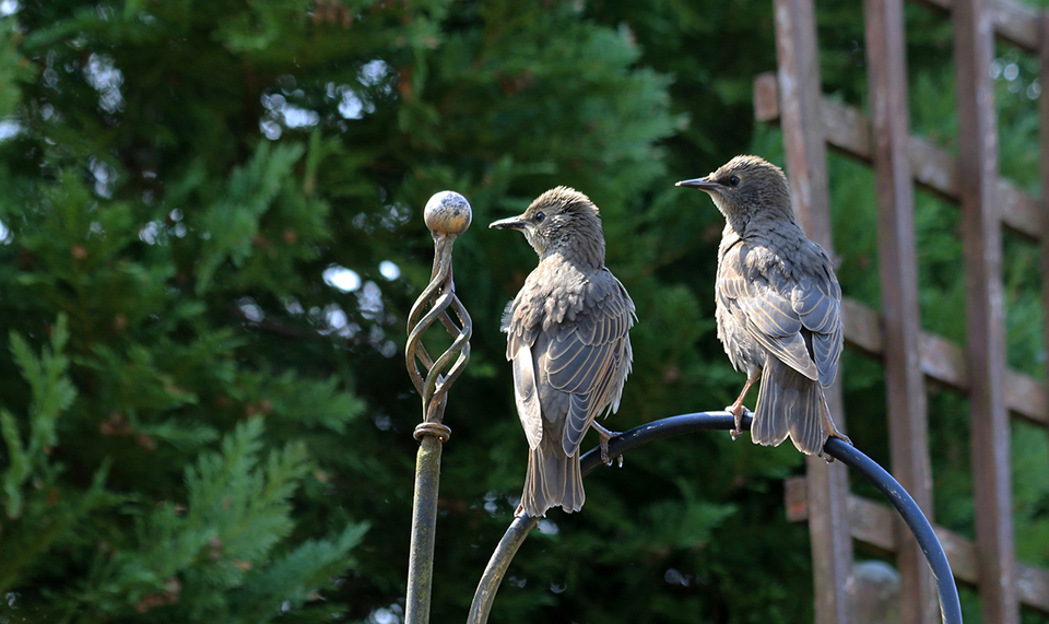 Young Starlings in Pecking Order