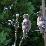 Young Starlings in Pecking Order