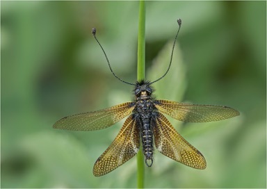 Ascalaphid
