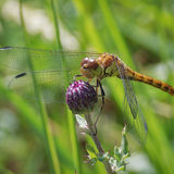 Gailes Marsh 4