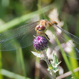 Gailes Marsh 3
