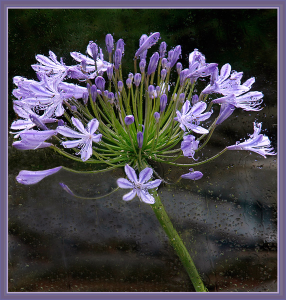 Giant headed Allium