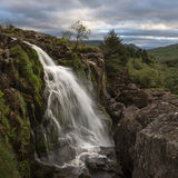 Loup of Fintry