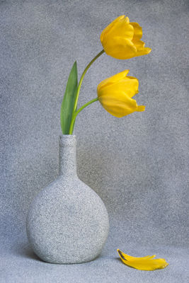 Yellow Tulips