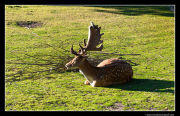 Fallow Deer
