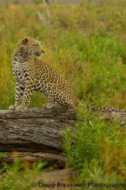 LEOPARD5