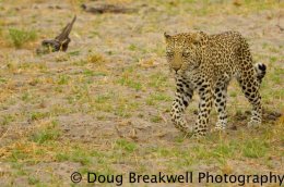 Leapard8