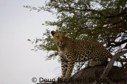 Leopard11