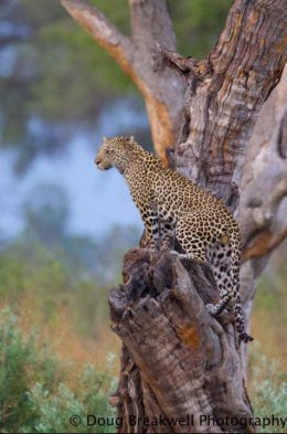 Leopard14