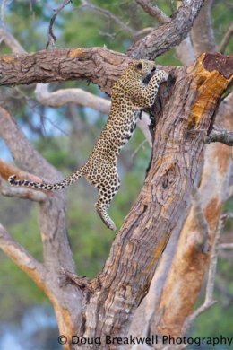 Leopard16