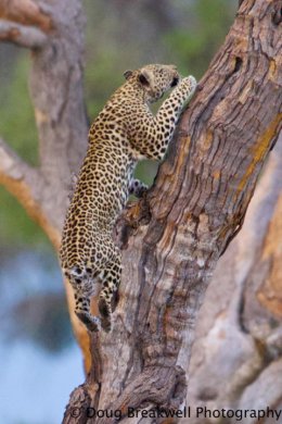 Leopard17